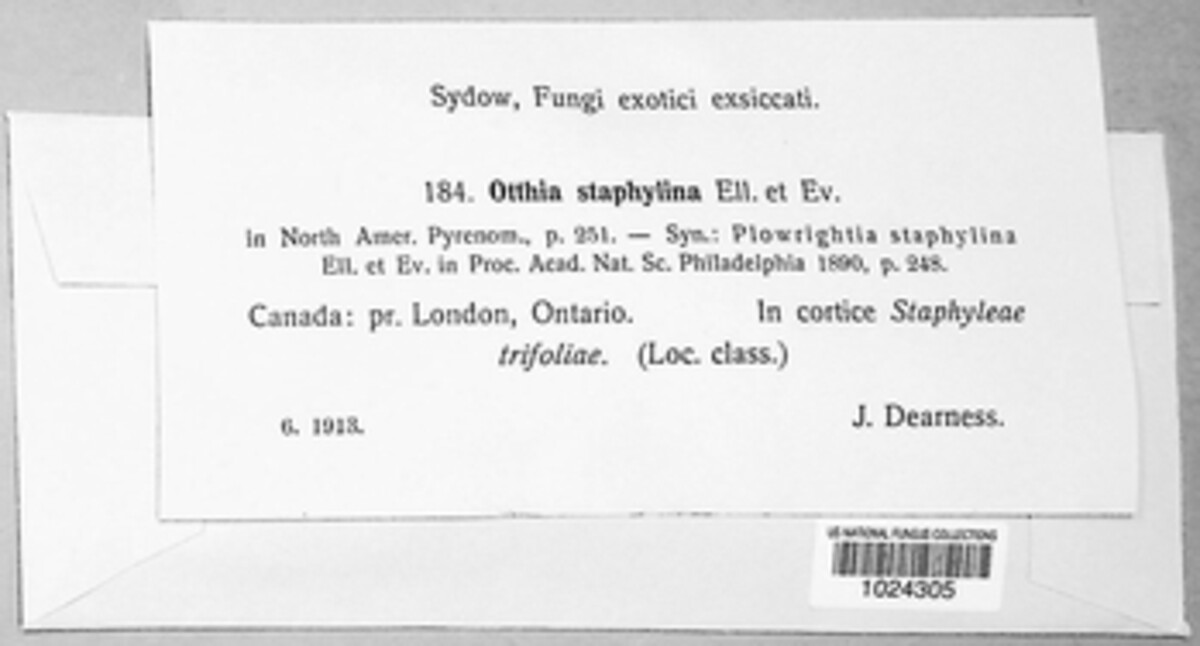 Otthiella staphylina image